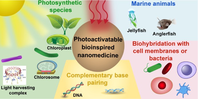  Nanomédicaments bioinspirés photoactivables : un article du projet PHORTUNA dans Chemical Society Reviews 